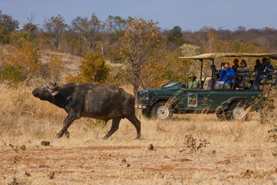 Game drives